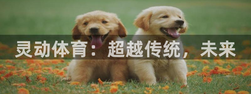 JJB竞技宝官网下载软件：灵动体育：超越传统，未来